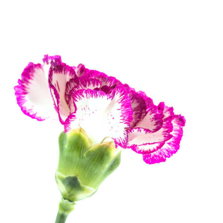 Pink flower isolated on white backgroundの写真素材
