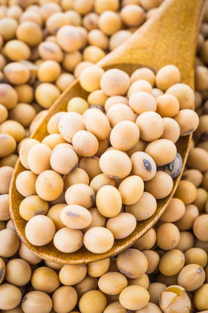 Soybean isolated on white backgroundの写真素材