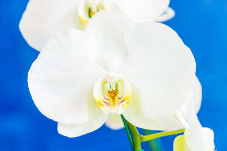 Orchid flowerの写真素材