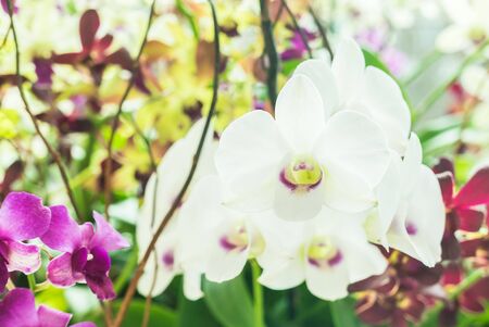 Orchid flowers - selective focus pointの写真素材