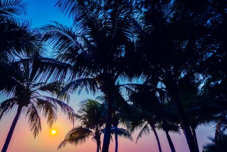 Silhouette of palm trees with sun lightの写真素材