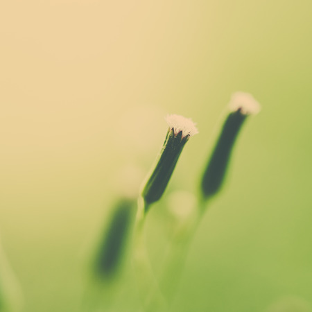 Soft focus on Vintage flower grass - Vintage effect style picturesの写真素材