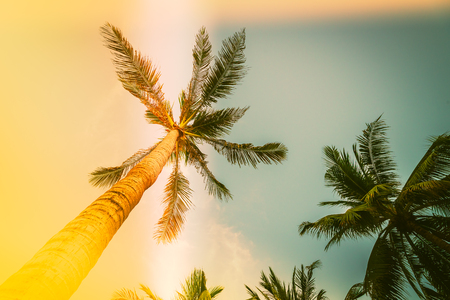 Silhouette palm tree with sun flare - vintage filter effectの写真素材