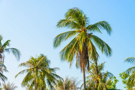Palm tree on blue skyの写真素材