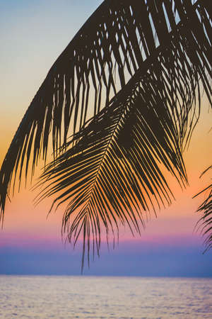 Silhouette palm tree - vintage filterの写真素材