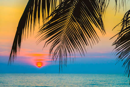 Silhouette palm tree - vintage filterの写真素材