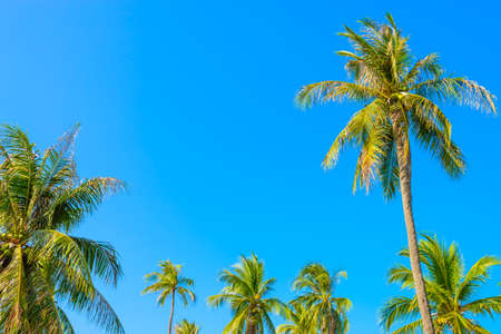 Palm tree on blue skyの写真素材