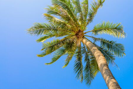 Palm tree on blue skyの写真素材