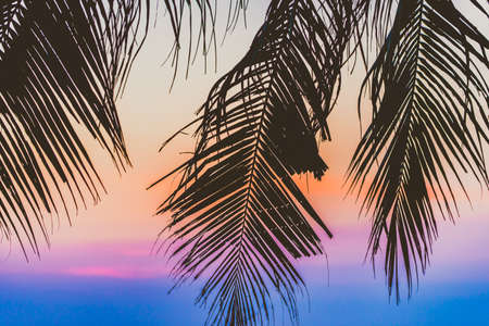 Silhouette palm tree - vintage filterの写真素材