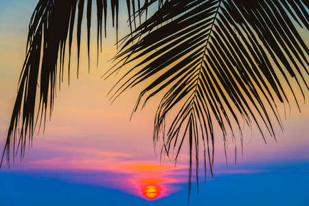 Silhouette palm tree - vintage filterの写真素材