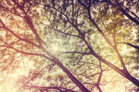 Tree branch - vintage effect and light filterの写真素材