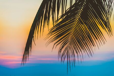 Silhouette palm tree - vintage filterの写真素材