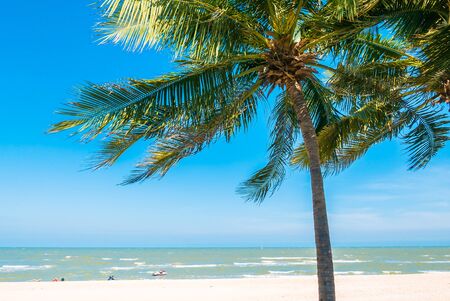 Palm tree on tropical beachの写真素材