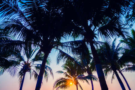 Silhouette palm tree with sun light - vintage filter and light leak effect processing styleの写真素材