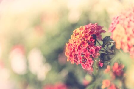 Soft focus on Vintage flower background - vintage effectの写真素材