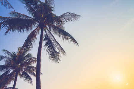 Silhouette palm tree with sun flare - vintage filter effectの写真素材