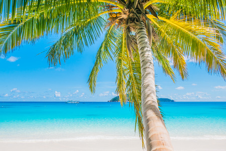 Coconut palm tree with  beautiful tropical beach and seaの写真素材