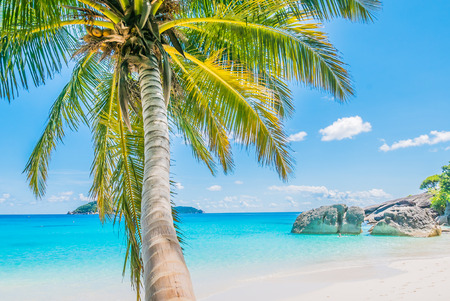 Coconut palm tree with  beautiful tropical beach and seaの写真素材