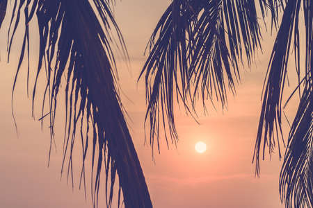 Silhouette palm tree - vintage filterの写真素材