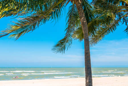 Palm tree on tropical beachの写真素材