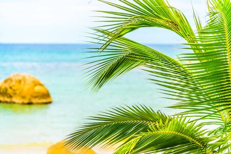 Selectiv focus on Coconut palm tree leaf with beautiful tropical beach and sea on blue sky backgroundの写真素材