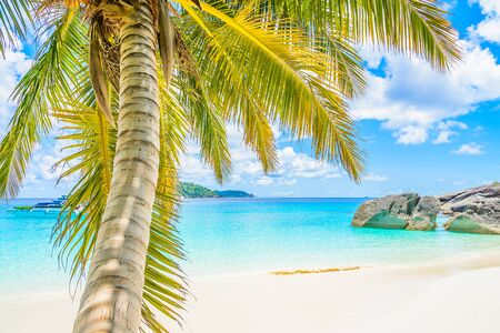 Beautiful tropical beach and sea with palm tree on blue sky backgroundの写真素材