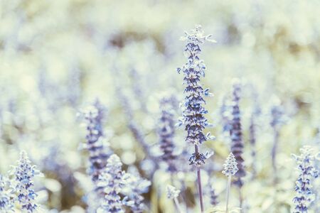 Soft focus on purple flower - vintage effect style picturesの写真素材