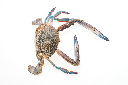 Raw crab isolated on white backgroundの写真素材