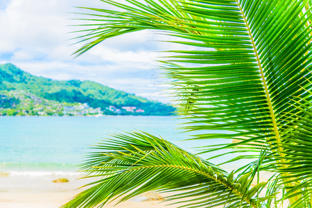 Selectiv focus on Coconut palm tree leaf with beautiful tropical beach and sea on blue sky backgroundの写真素材