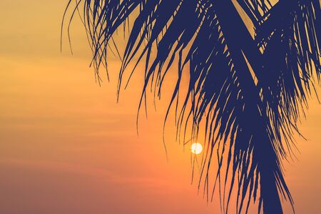 Silhouette palm tree - vintage filterの写真素材