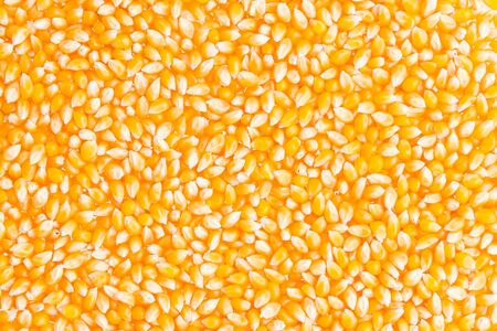 Corn cob seed の写真素材