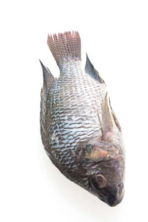 Raw fresh fish isolated on white backgroundの写真素材
