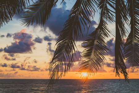Silhouette palm tree on the beach - vintage filterの写真素材