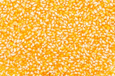 Corn cob seed の写真素材