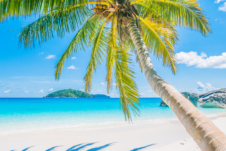 Beautiful coconut palm tree on tropical beach and seaの写真素材