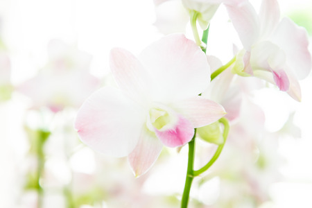 Orchid flowerの写真素材