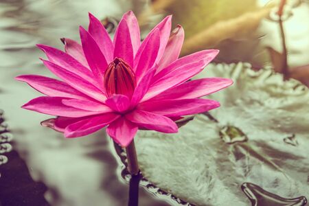 Lotus flower - vintage filterの写真素材
