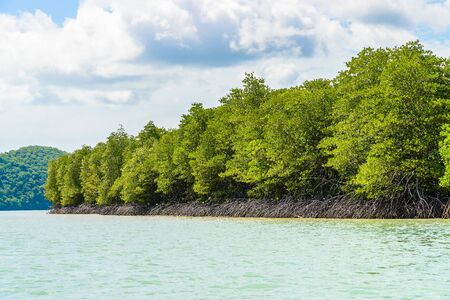 Beautiful tropical mangrove forest in thailandの写真素材