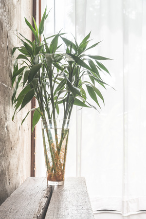 Vase plant decoration with empty room - vintage haze filterの写真素材