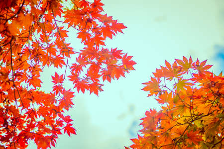 Red maple leaf in Autum season - vintage  filter and boost color upの写真素材
