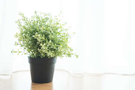 Vase plant decoration in home at window sideのeditorial素材