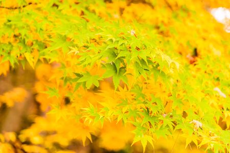 Soft focus on Maple leaf in the park at Japan - High Boost up color processingの写真素材