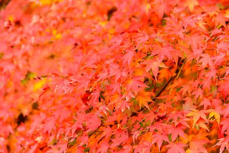 Soft focus on Maple leaf in the park at Japan - High Boost up color processingの写真素材