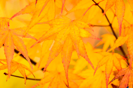 Soft focus on Maple leaf in the park at Japan - High Boost up color processingの写真素材