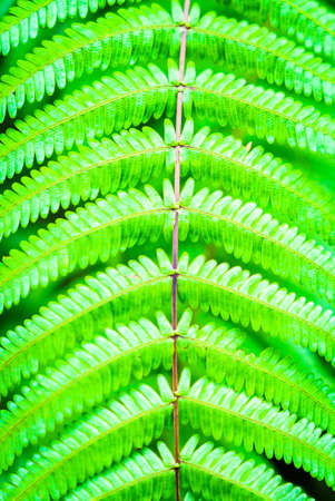 Green color of fern leaf - Selective focus point (Soft focus)