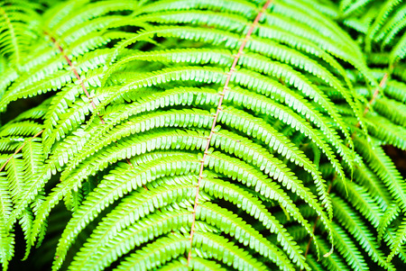 Green color of fern leaf - Selective focus point (Soft focus)のeditorial素材