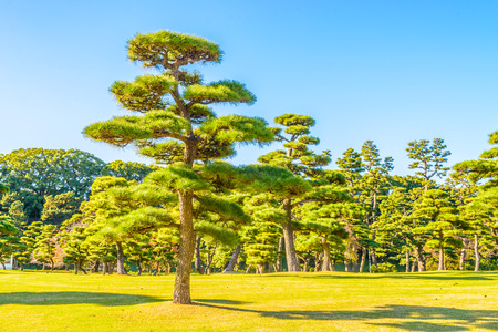 Bonsai tree in the garden of imperial palace at tokyo city Japanのeditorial素材