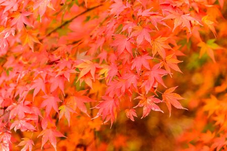 Soft focus on Maple leaf in the park at Japan - High Boost up color processingの写真素材