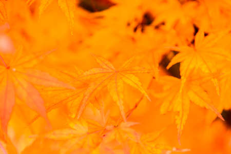 Soft focus on Maple leaf in the park at Japan - High Boost up color processingの写真素材
