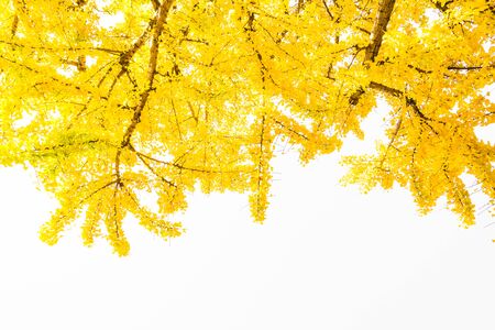 Ginkgo leaf on isolated white backgroundの写真素材